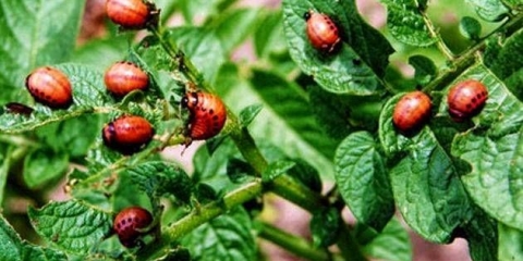 Koloradska zlatica: borba protiv nje